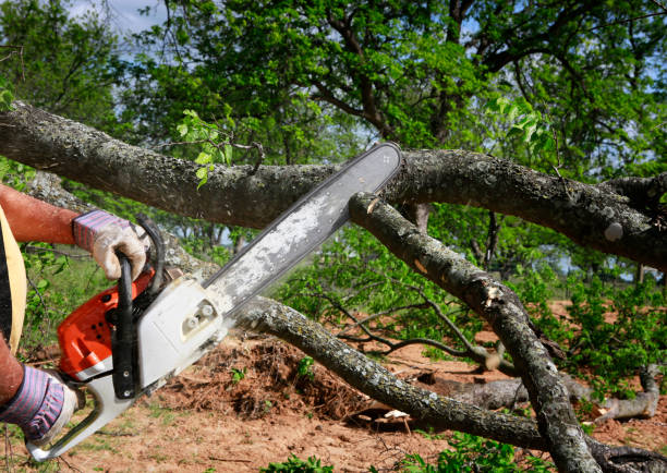 Best Leaf Removal  in Forest Acres, SC